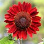 Light Red Sunflower Ornamental Garden Flower 6 PCS Seeds