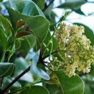 Ligustrum Lucidum Semente Plant Glossy Privet Tree for Nv Zhen 100 PCS Seeds
