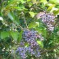 Ligustrum Lucidum Semente Plant Glossy Privet Tree for Nv Zhen 100 PCS Seeds