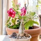 Light Yellow White Adenium Obesum Desert Rose with Red Strip 2 PCS Seeds Light Yellow White Adenium Obesum Desert Rose with Red Strip 2 PCS Seeds