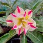 Light Yellow White Adenium Obesum Desert Rose with Red Strip 2 PCS Seeds