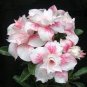 Light Yellow White Adenium Obesum Desert Rose with Red Strip 2 PCS Seeds