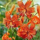 Lilium Brownii Heirloom Lily Perennial Flower 100 PCS Seeds