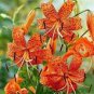 Lilium Brownii Heirloom Lily Perennial Flower 100 PCS Seeds