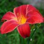 Lilium Brownii Heirloom Lily Perennial Flower 100 PCS Seeds