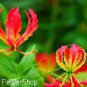 Lilium Brownii Heirloom Lily Perennial Flower 100 PCS Seeds