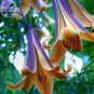 Lilium Brownii Heirloom Lily Perennial Flower 100 PCS Seeds