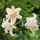 Lilium Lily Flower Fragrant Perennial Flower Cheap Optimized