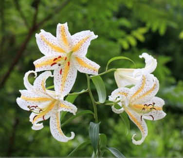 Lilium Lily Flower Fragrant Perennial Flower Cheap Optimized