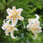 Lilium Lily Flower Fragrant Perennial Flower Cheap Optimized
