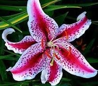Lily Bulb Bonsai Rare Perennial Fragrant Plants Flower Bulb 1 PCS Seeds