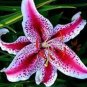 Lily Bulb Bonsai Rare Perennial Fragrant Plants Flower Bulb 1 PCS Seeds