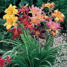 Lily Daylily Bonsai Unique 50 PCS Seeds