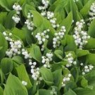 Lily of The Valley Flowers 10 PCS Seeds Lily of The Valley Flowers 10 PCS Seeds