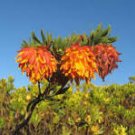 Liparia splendens Flower Seeds Mountain Dahlia Flowering Plant 2 PCS Seeds Liparia splendens Flower Seeds Mountain Dahlia Flowering Plant 2 PCS Seeds
