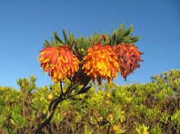 Liparia splendens Flower Seeds Mountain Dahlia Flowering Plant 2 PCS Seeds