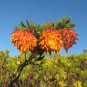 Liparia splendens Flower Seeds Mountain Dahlia Flowering Plant 2 PCS Seeds