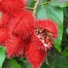 Lipstick Flower 15 PCS Seeds