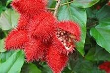 Lipstick Flower 15 PCS Seeds