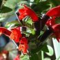 Lipstick Flower 15 PCS Seeds