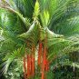 Lipstick Palm Cyrtostachys Renda Tree 10 PCS Seeds