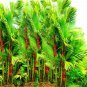 Lipstick Palm Cyrtostachys Renda Tree 10 PCS Seeds