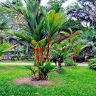 Lipstick Palm Cyrtostachys Renda Tree 10 PCS Seeds