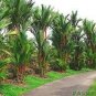 Lipstick Palm Cyrtostachys Renda Tree 10 PCS Seeds