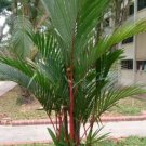 Lipstrick Palm Cyrtostachys 100 PCS Seeds