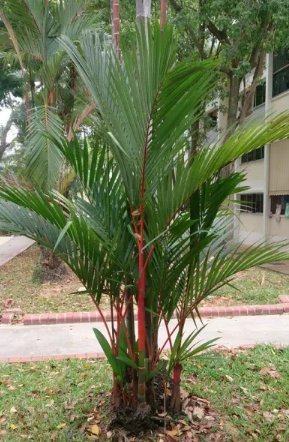 Lipstrick Palm Cyrtostachys 100 PCS Seeds