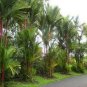 Lipstrick Palm Cyrtostachys 100 PCS Seeds