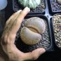 LITHOPS aucampiae C298 Succulents Garden Plants 100 PCS Seeds