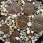 LITHOPS aucampiae C298 Succulents Garden Plants 100 PCS Seeds