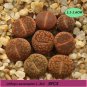 Lithops aucampiae Succulents Garden Plants 100 PCS Seeds