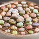 Lithops bromfieldii C042 Succulents Garden Plants 100 PCS Seeds Lithops bromfieldii C042 Succulents Garden Plants 100 PCS Seeds