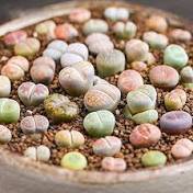 Lithops bromfieldii C042 Succulents Garden Plants 100 PCS Seeds