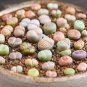 Lithops bromfieldii C042 Succulents Garden Plants 100 PCS Seeds