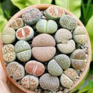 Lithops bromfieldii C43 Succulents Garden Plants 100 PCS Seeds Lithops bromfieldii C43 Succulents Garden Plants 100 PCS Seeds