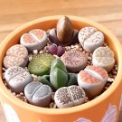 Lithops bromfieldii C348 Succulents Garden Plants 100 PCS Seeds Lithops bromfieldii C348 Succulents Garden Plants 100 PCS Seeds