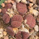 Lithops bromfieldii C368 Succulents Garden Plants 100 PCS Seeds Lithops bromfieldii C368 Succulents Garden Plants 100 PCS Seeds