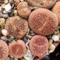 Lithops bromfieldii C368 Succulents Garden Plants 100 PCS Seeds