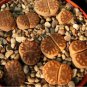 Lithops bromfieldii C368 Succulents Garden Plants 100 PCS Seeds