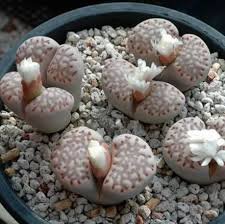 Lithops bromfieldii C382 Succulents Garden Plants 100 PCS Seeds