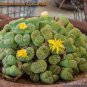 Lithops bromfieldii C382 Succulents Garden Plants 100 PCS Seeds