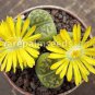 Lithops bromfieldii C382 Succulents Garden Plants 100 PCS Seeds
