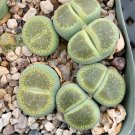 Lithops C56A Succulents Garden Plants 100 PCS Seeds