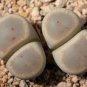 Lithops dinteri subsp. dinteri var. brevisa