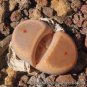 Lithops dinteri subsp. dinteri var. brevisa