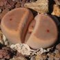 Lithops dinteri subsp. dinteri var. brevisa