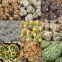 LITHOPS dorothea Succulents Garden Plants 100 PCS Seeds